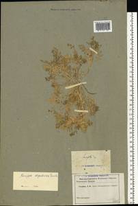 Rorippa islandica subsp. dogadovae (Tzvelev) Jonsell, Eastern Europe, Lower Volga region (E9) (Russia)