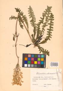 Filipendula vulgaris Moench, Eastern Europe, Central forest-and-steppe region (E6) (Russia)