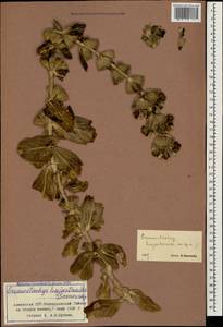 Phlomoides laciniata (L.) Kamelin & Makhm., Caucasus, Armenia (K5) (Armenia)