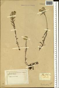 Leontopodium leontopodinum (DC.) Hand.-Mazz., Siberia (no precise locality) (S0) (Russia)
