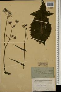 Sonchus oleraceus L., Eastern Europe, Moscow region (E4a) (Russia)