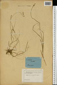 Carex canescens subsp. canescens, Eastern Europe, North-Western region (E2) (Russia)