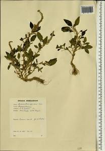 Amaranthus spinosus L., Africa (AFR) (Ghana)