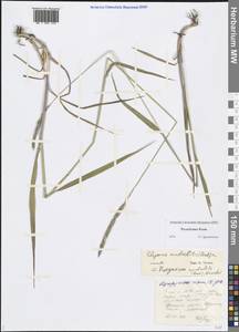 Elymus mutabilis (Drobow) Tzvelev, Eastern Europe, Northern region (E1) (Russia)