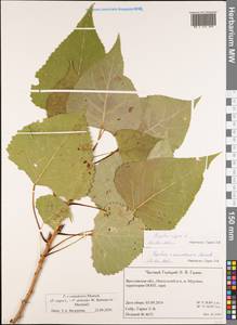Populus ×canadensis Moench, Eastern Europe, Central forest region (E5) (Russia)