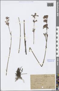 Viscaria vulgaris Röhl., Eastern Europe, Central forest region (E5) (Russia)