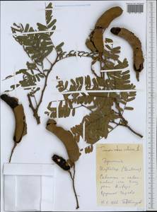 Tamarindus indica L., Africa (AFR) (Ethiopia)