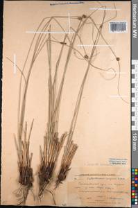 Scirpoides holoschoenus (L.) Soják, Middle Asia, Northern & Central Kazakhstan (M10) (Kazakhstan)