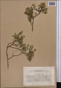 Spiraea pilosa Franch., Middle Asia, Northern & Central Tian Shan (M4) (Kazakhstan)
