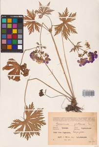 Geranium pratense L., Eastern Europe, Middle Volga region (E8) (Russia)