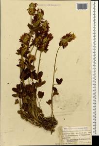 Trifolium canescens Willd., Caucasus, Georgia (K4) (Georgia)