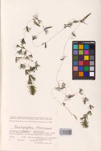 Ceratophyllum demersum L., Eastern Europe, Lower Volga region (E9) (Russia)