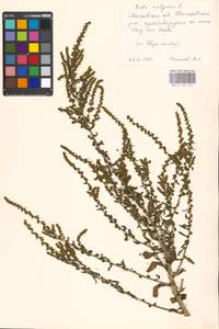 Beta vulgaris L., Eastern Europe, Moscow region (E4a) (Russia)