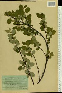 Cotoneaster integerrimus Medik., Eastern Europe, Northern region (E1) (Russia)