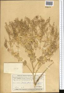 Lepidium perfoliatum L., Middle Asia, Muyunkumy, Balkhash & Betpak-Dala (M9) (Kazakhstan)