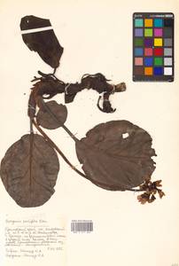 Bergenia crassifolia (L.) Fritsch, Siberia, Russian Far East (S6) (Russia)