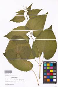 Lunaria rediviva L., Eastern Europe, Moscow region (E4a) (Russia)