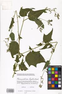 Chenopodiastrum hybridum (L.) S. Fuentes, Uotila & Borsch, Eastern Europe, Moscow region (E4a) (Russia)