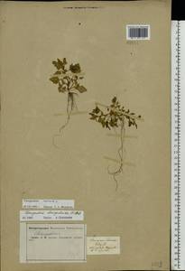 Oxybasis rubra (L.) S. Fuentes, Uotila & Borsch, Eastern Europe, Central forest-and-steppe region (E6) (Russia)