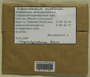 Palamocladium euchloron (Bruch ex Müll. Hal.) Wijk & Margad., Bryophytes, Bryophytes - Transcaucasia (B13) (Azerbaijan)