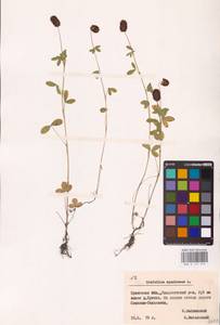 Trifolium spadiceum L., Eastern Europe, Belarus (E3a) (Belarus)