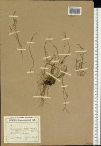 Sagina nodosa (L.) Fenzl, Eastern Europe, North Ukrainian region (E11) (Ukraine)