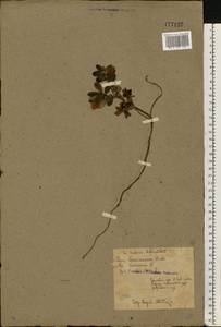 Vaccinium vitis-idaea L., Eastern Europe, North-Western region (E2) (Russia)