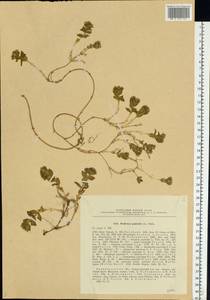 Honckenya peploides (L.) Ehrh., Eastern Europe, North-Western region (E2) (Russia)