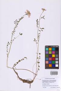 Cardamine pratensis subsp. dentata (Schult.) Čelak., Eastern Europe, Moscow region (E4a) (Russia)