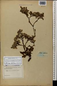 Goniolimon tataricum (L.) Boiss., Caucasus (no precise locality) (K0)