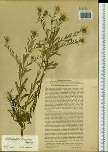 Heteropappus altaicus (Willd.) Novopokr., Siberia, Russian Far East (S6) (Russia)
