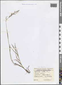 Agrostis stolonifera L., Caucasus, Georgia (K4) (Georgia)