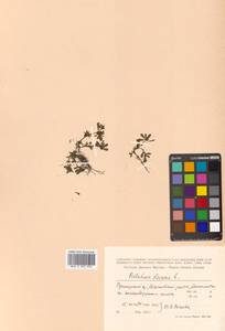 Portulaca oleracea L., Siberia, Russian Far East (S6) (Russia)