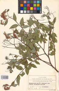 Spiraea japonica L. fil., Eastern Europe, Moscow region (E4a) (Russia)