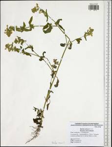 Stachys annua (L.) L., Eastern Europe, Central region (E4) (Russia)