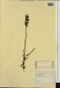 Anacamptis coriophora (L.) R.M.Bateman, Pridgeon & M.W.Chase, Western Europe (EUR) (Not classified)