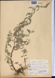 Mentha longifolia var. asiatica (Boriss.) Rech.f., Middle Asia, Northern & Central Tian Shan (M4) (Kazakhstan)