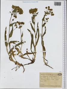 Bupleurum ranunculoides L., Western Europe (EUR) (Switzerland)