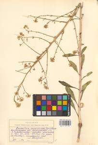 Guenthera persica subsp. persica, Eastern Europe, Lower Volga region (E9) (Russia)