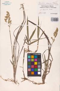Anthoxanthum repens (Host) Veldkamp, Eastern Europe (no precise locality) (E0)