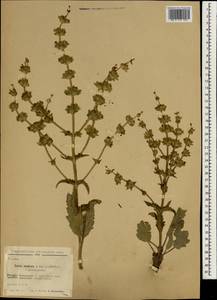 Salvia modesta Boiss., South Asia, South Asia (Asia outside ex-Soviet states and Mongolia) (ASIA) (Turkey)