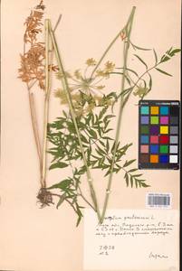 Silphiodaucus prutenicus subsp. prutenicus, Eastern Europe, Moscow region (E4a) (Russia)