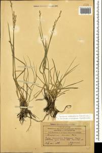 Thinopyrum intermedium subsp. intermedium, Caucasus, Azerbaijan (K6) (Azerbaijan)