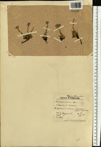 Eritrichium villosum (Ledeb.) Bunge, Eastern Europe, Northern region (E1) (Russia)