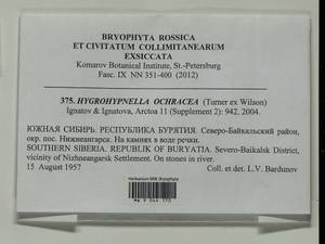 Hygrohypnella ochracea (Turner ex Wilson) Ignatov & Ignatova, Bryophytes, Bryophytes - Baikal & Transbaikal regions (B18) (Russia)