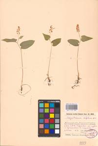 Maianthemum bifolium (L.) F.W.Schmidt, Eastern Europe, Moscow region (E4a) (Russia)