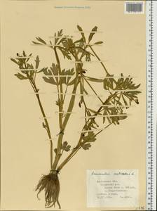 Ranunculus sceleratus L., Eastern Europe, Central forest region (E5) (Russia)