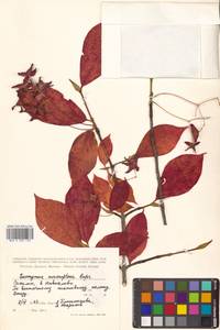 Euonymus macropterus Rupr., Siberia, Russian Far East (S6) (Russia)