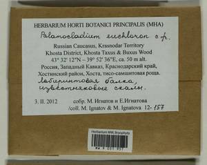Palamocladium euchloron (Bruch ex Müll. Hal.) Wijk & Margad., Bryophytes, Bryophytes - North Caucasus & Ciscaucasia (B12) (Russia)