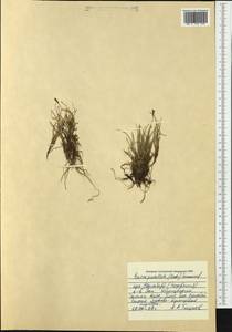 Carex parallela (Laest.) Sommerf., Western Europe (EUR) (Svalbard and Jan Mayen)